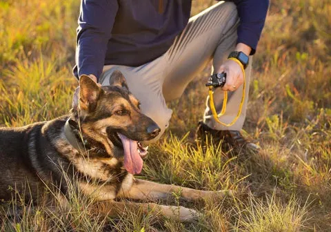 A dog with an e-collar standing next to a professional dog trainer in an outdoor setting