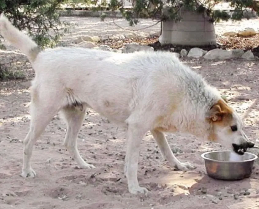 A dog with bared teeth, a tense, rigid, upright posture, piloerection (hair standing up), and body weight shifted forward, indicating aggression.
