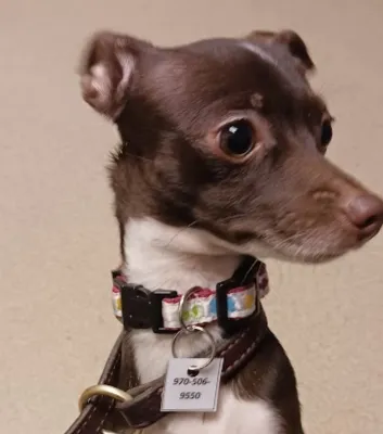 A dog with ears flattened against its head, signifying stress and fear, accompanied by a tense expression and wide eyes.