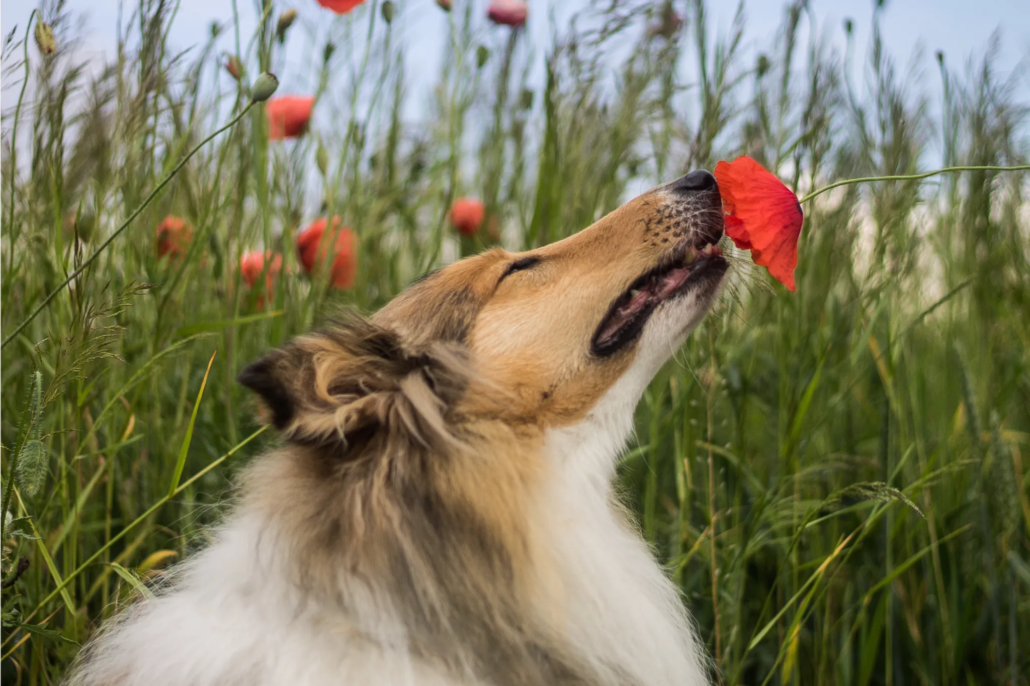 A dog with its nose to the ground, intensely sniffing a patch of grass, demonstrating how distracting scents are for dogs outdoors