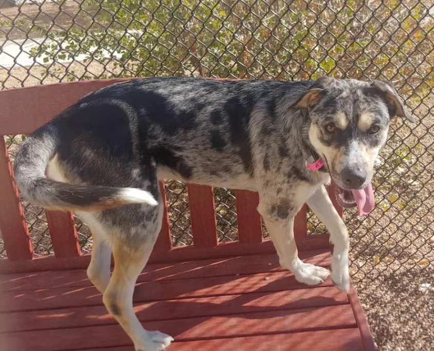 A dog with its tail at a neutral level, sweeping back and forth in wide, loose movements, indicative of a happy and relaxed state.