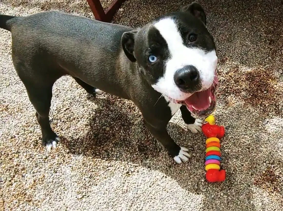 A dog with soft eyes and a relaxed facial expression, indicating a calm and content state.