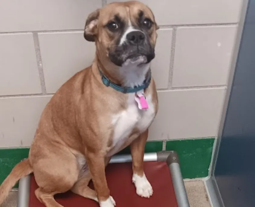 A dog with wide, round eyes and significantly dilated pupils, indicating high levels of fear, anxiety, or arousal.