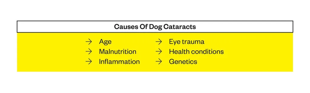 A dog's eye showing a cloudy cataract, illustrating the impact on vision