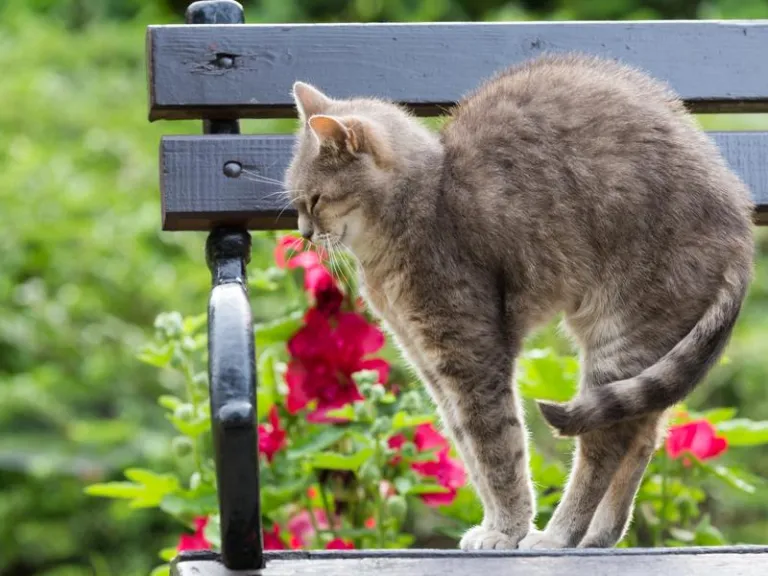 A domestic cat arching its back, indicating a defensive posture or a stretch.