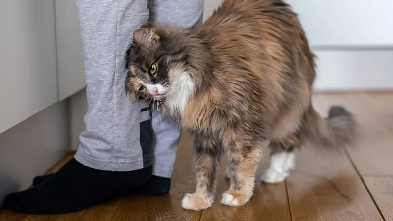A domestic cat rubbing its head affectionately against a person's hand, displaying typical head bunting behavior