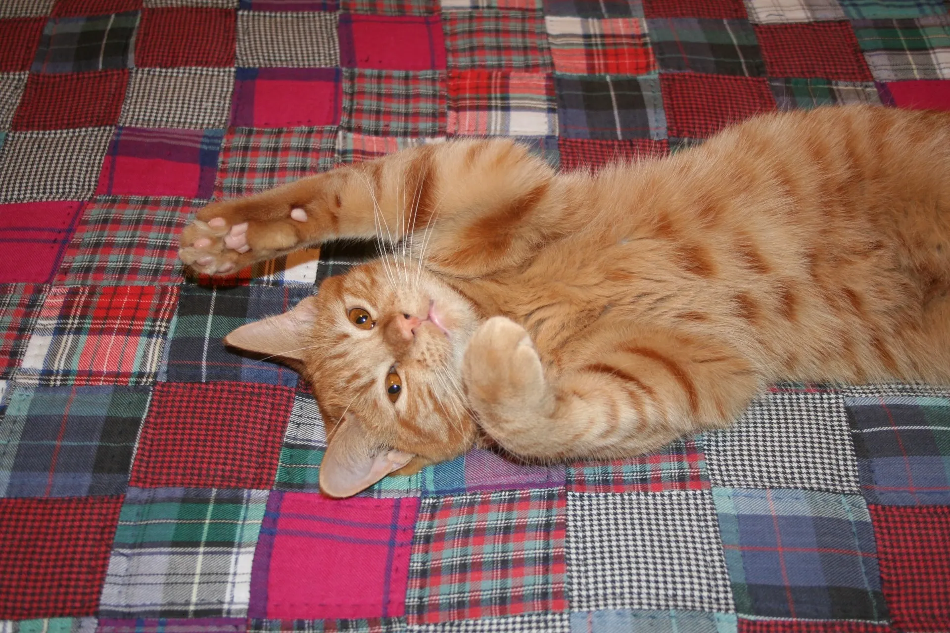 A domestic shorthair cat with calico markings perched on a desk, appearing to "help" with office work, showcasing a comfortable interaction within the boarding environment.