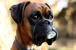 A fawn-colored Boxer dog sitting calmly