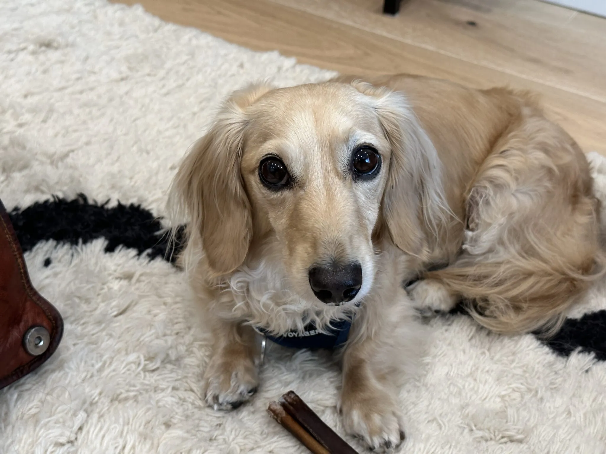 A fearful Dachshund dog named Bowie looking apprehensive while partially outside a doorway, with a leash attached