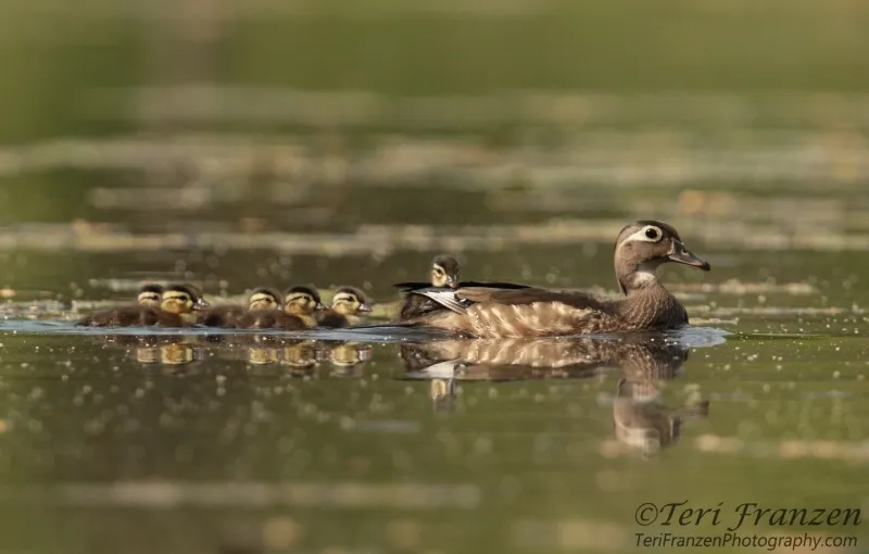 A female Wood Duck leads her brood of ducklings across the pond, with one adventurous duckling riding on her tail feathers.