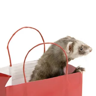 A ferret in a domestic setting, showcasing its common appearance as a pet