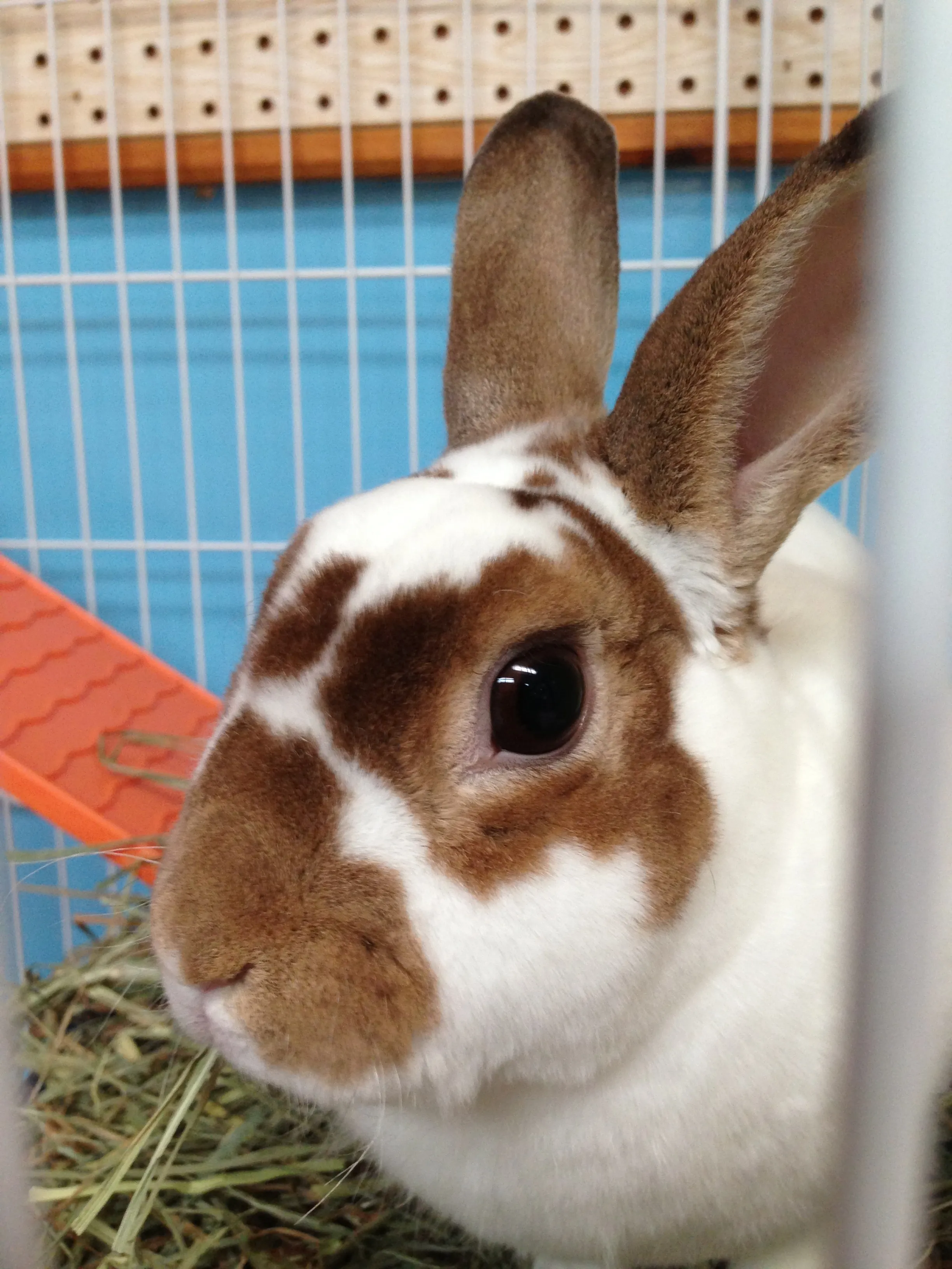 A ferret peeking out of a cozy fabric tunnel inside a well-maintained enclosure.