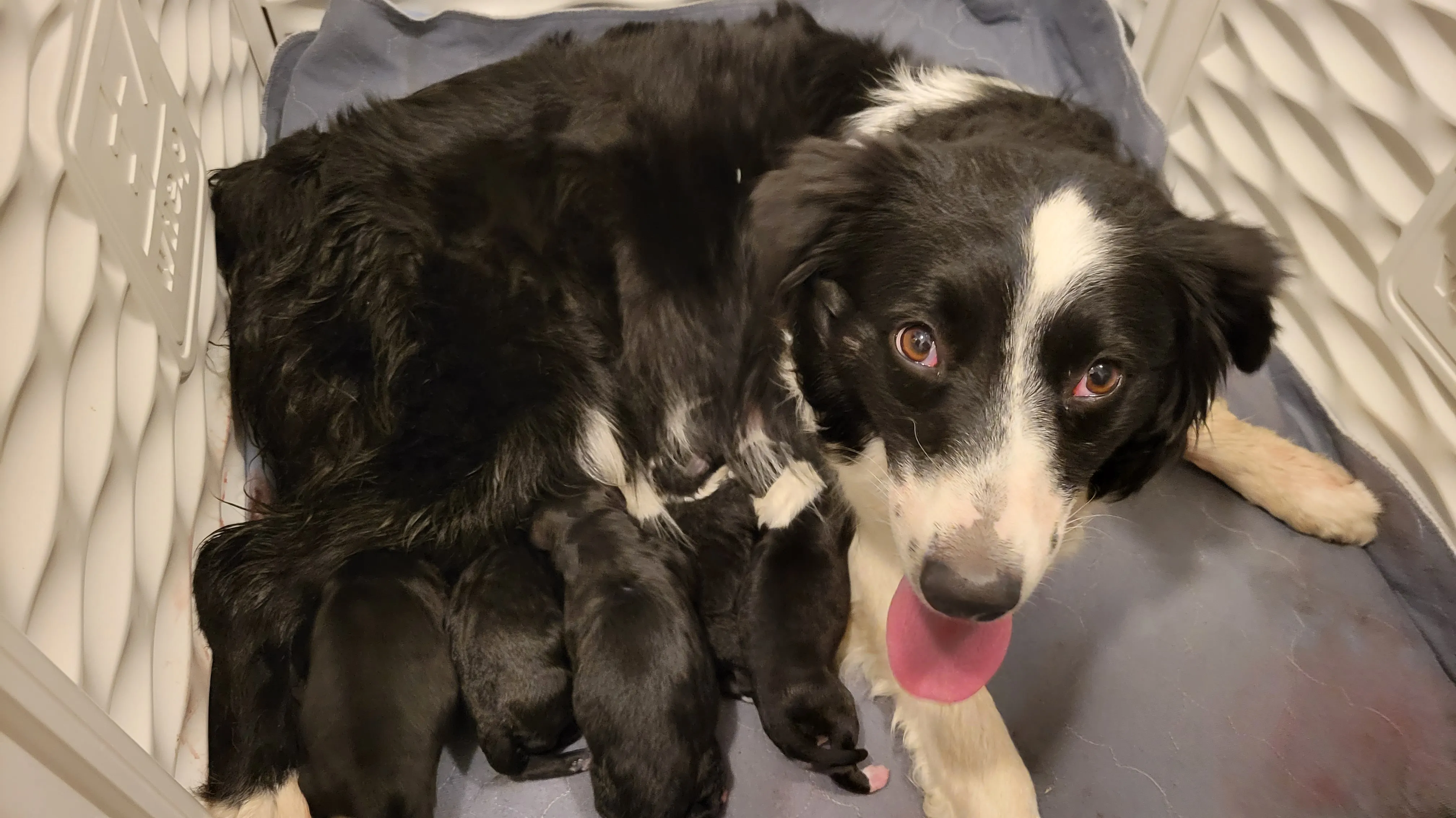 A fluffy Australian Shepherd Border Collie mix puppy with striking blue eyes sitting calmly