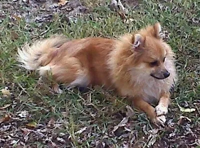 A fluffy brown and white Pomeranian with a watchful gaze is lying on a grassy surface, looking towards the right.