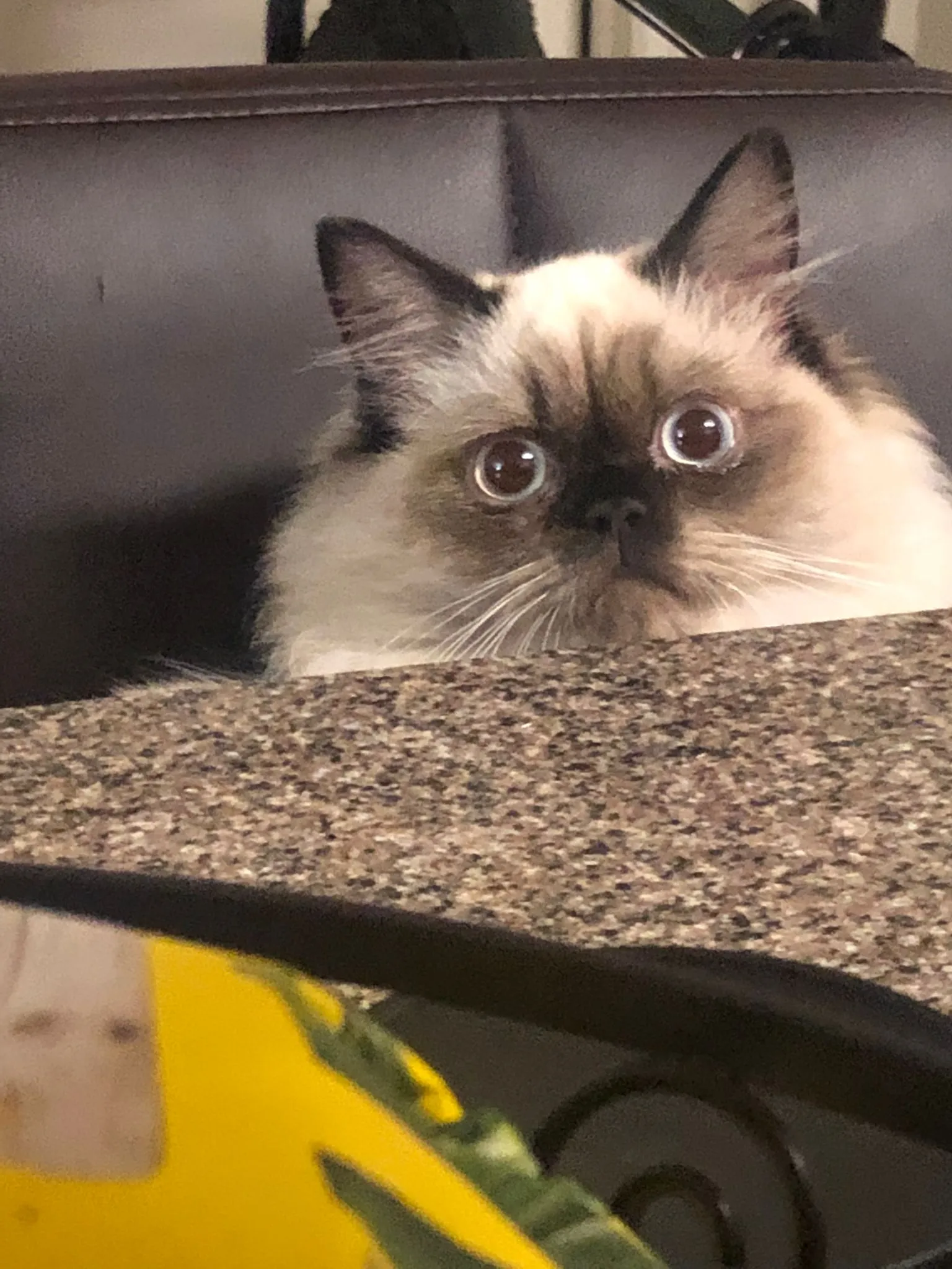 A fluffy cat with a well-maintained coat, possibly groomed