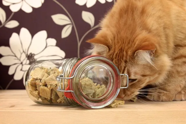 A fluffy cat with striking green eyes gazes intently at homemade chewy cat treats arranged on a baking sheet, ready for tasting.