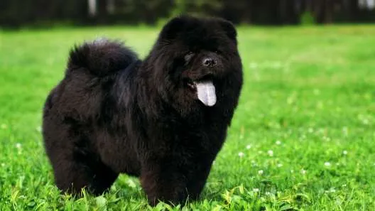 A fluffy Chow Chow puppy sitting in vibrant green grass, representing the desired fluffy coats often found in mixed breeds.