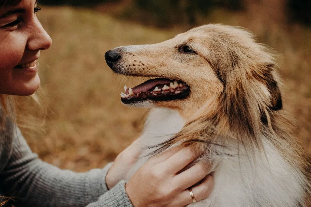 A fluffy collie being held gently by its owner, illustrating the bond and care for pets