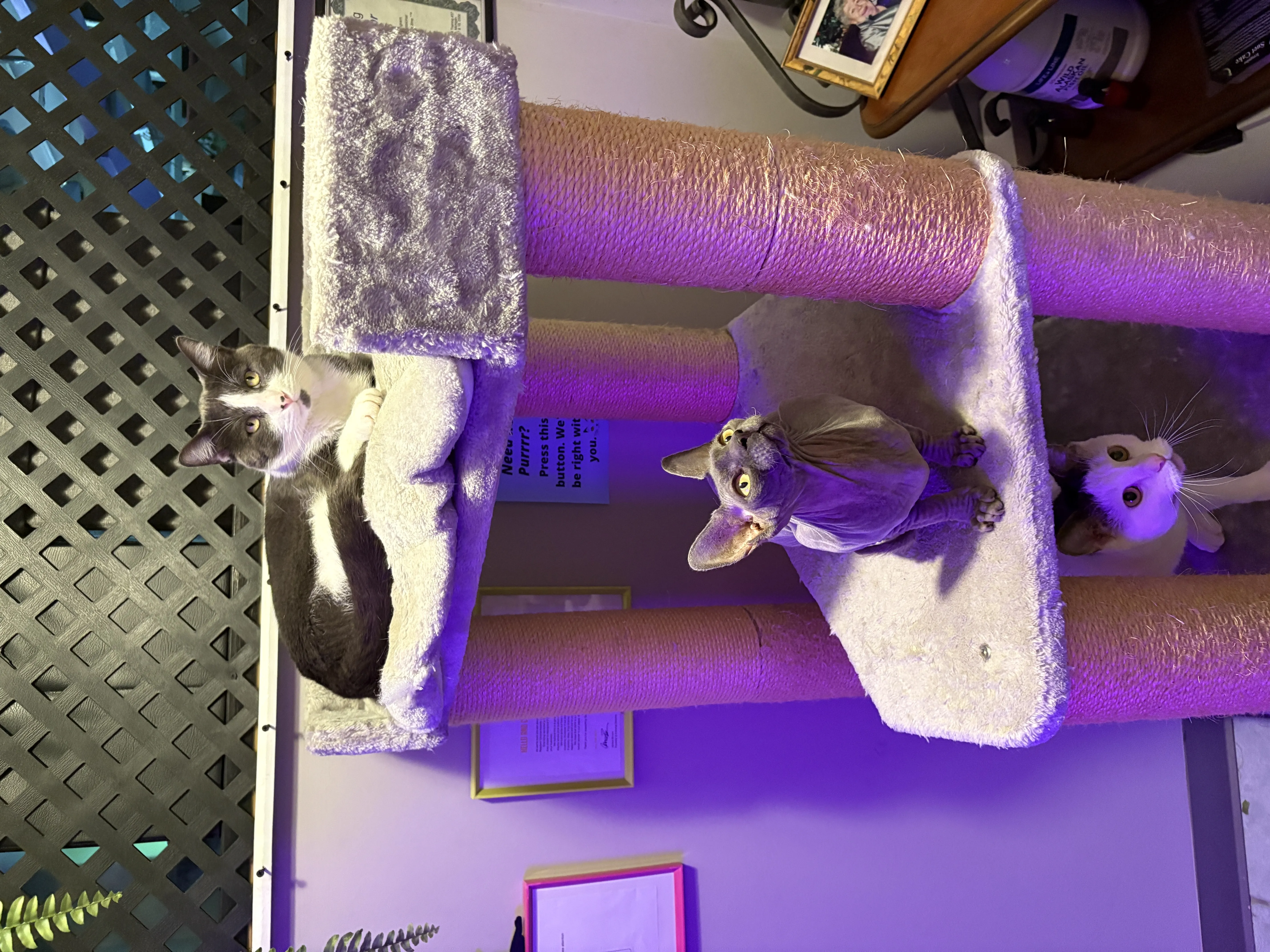 A fluffy ginger cat perched high on a sturdy, multi-level scratching post.