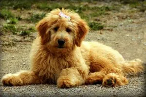 A fluffy Goldendoodle dog sitting patiently