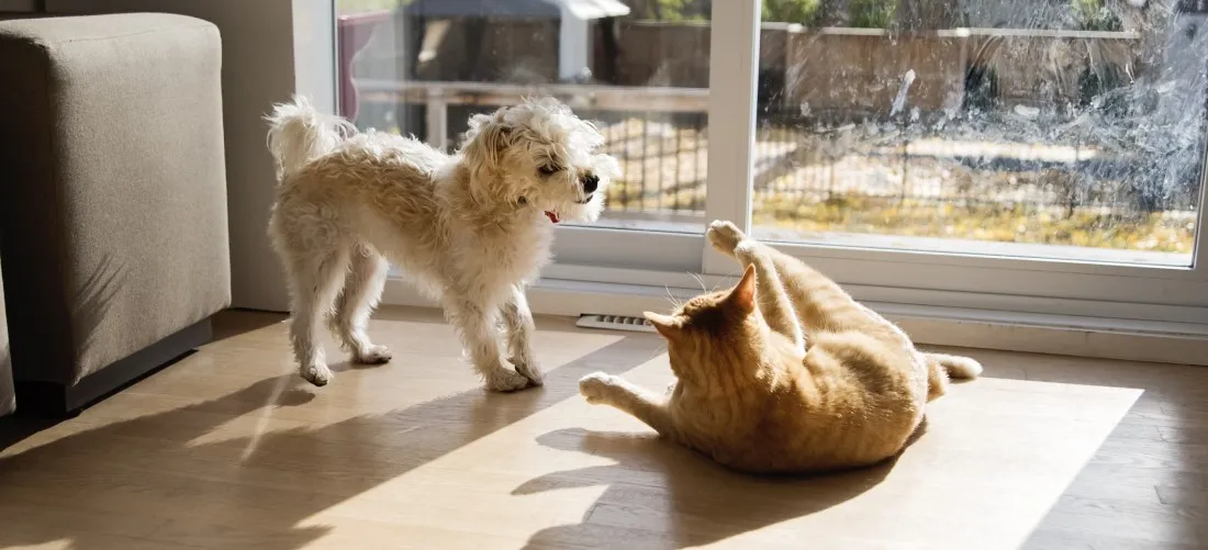 A fluffy grey senior cat observes a playful brown puppy from a safe distance, illustrating early, cautious interaction.