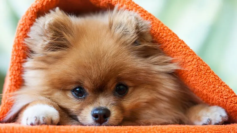 A fluffy Pomeranian with a fox-like face and a curled tail, exuding loyalty and curiosity