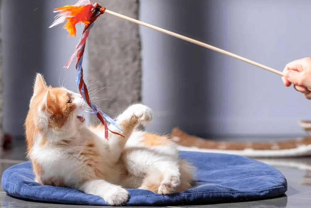 A fluffy red and white cat is lying on a soft mat, actively playing with a feather toy attached to a stick held by an unseen person.