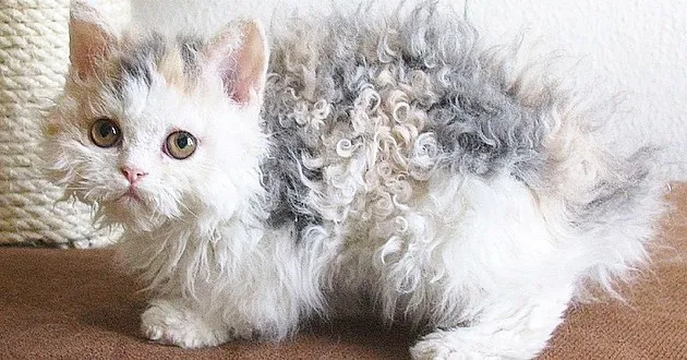 A fluffy Selkirk Rex kitten with curly fur sitting playfully