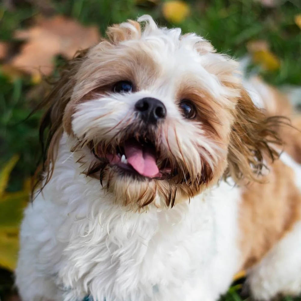 A fluffy Shih Tzu dog with a long, flowing coat.
