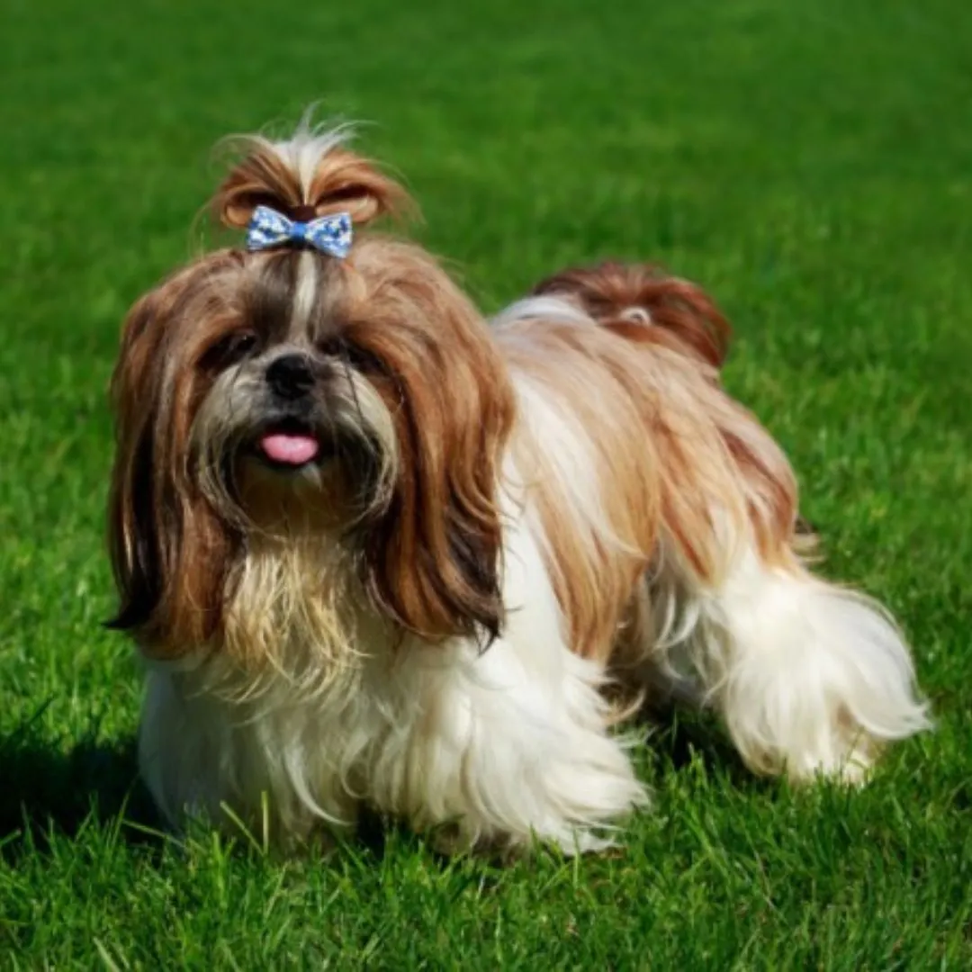 A fluffy Shih Tzu dog with long hair and a cute expression