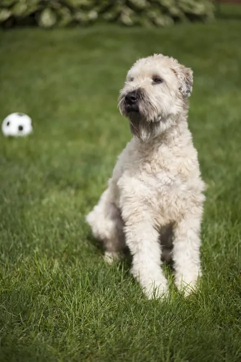 A fluffy Soft Coated Wheaten Terrier mid-jump with a happy face