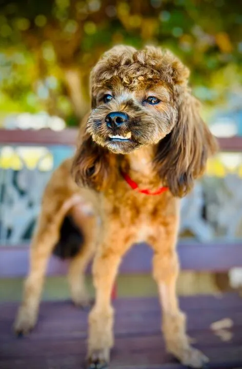 A fluffy Toy Poodle and Shih Tzu mix, Andrew, with a long coat, looking attentively