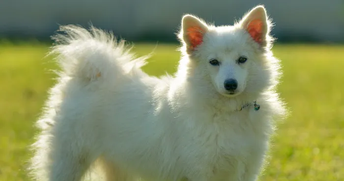 A fluffy white Indian Spitz dog