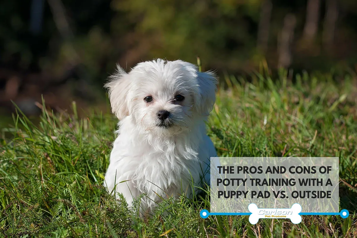 A fluffy white puppy sitting in green grass outdoors