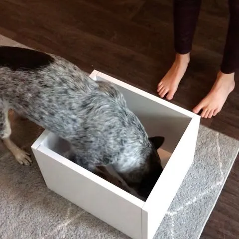 A focused Australian Cattle Dog with its head inside a cardboard box during a box feeding session.