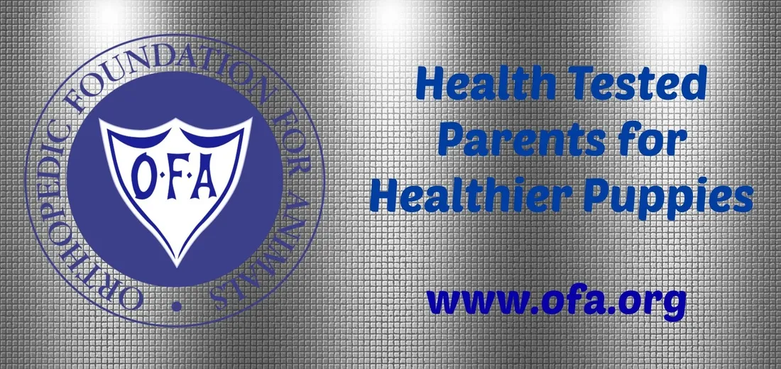 A focused Belgian Malinois puppy in training