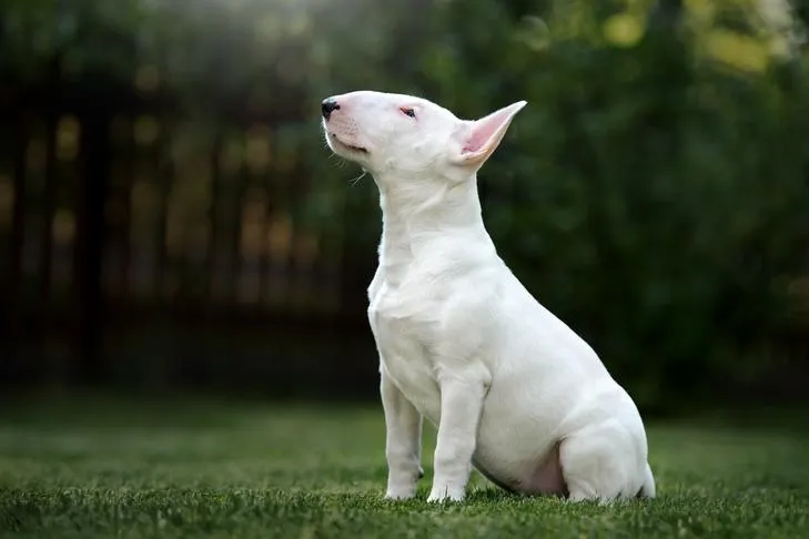 A focused Bull Terrier puppy sitting patiently in a green yard, demonstrating good obedience during training.