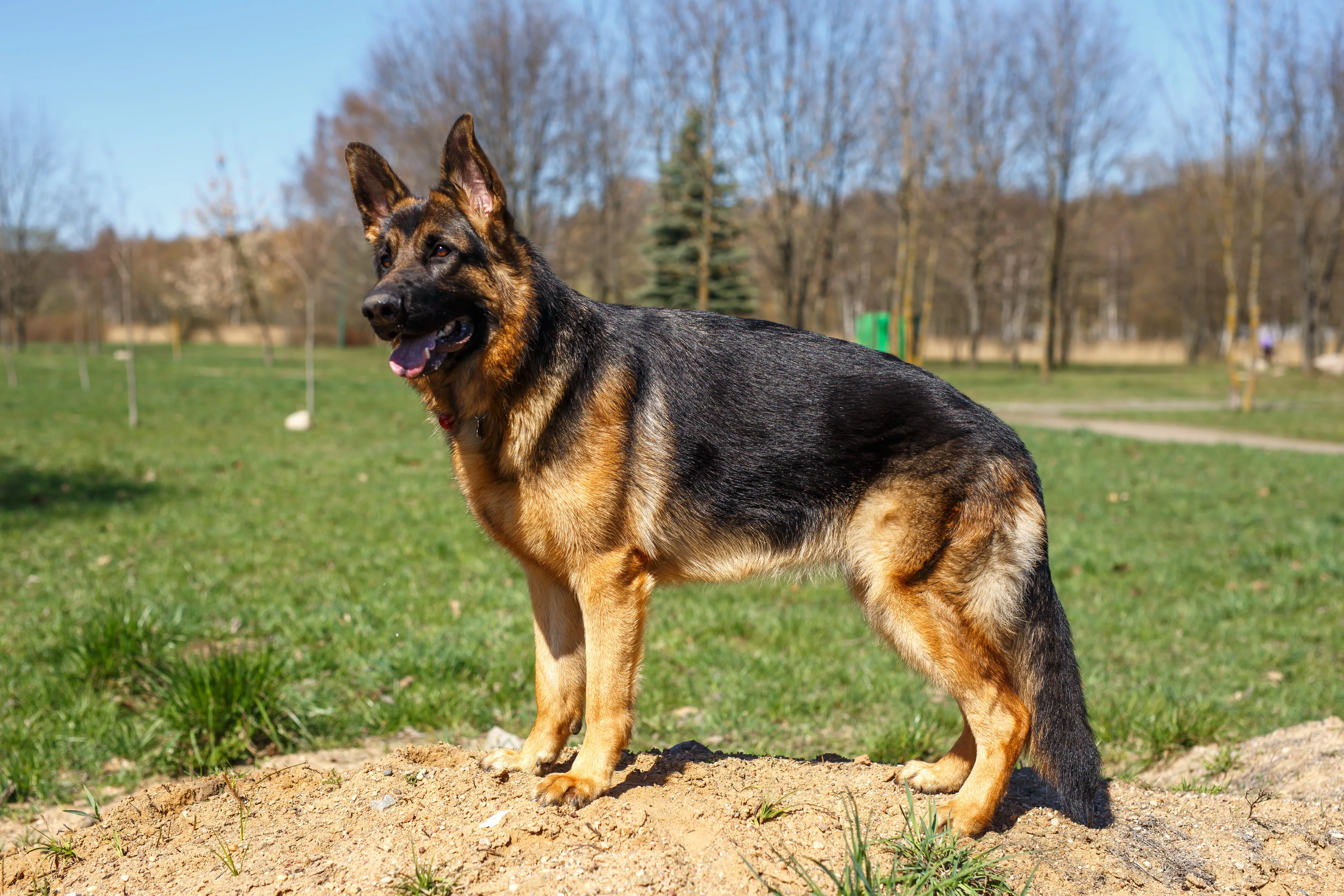 A focused German Shepherd standing attentively, demonstrating its intelligent and loyal nature.