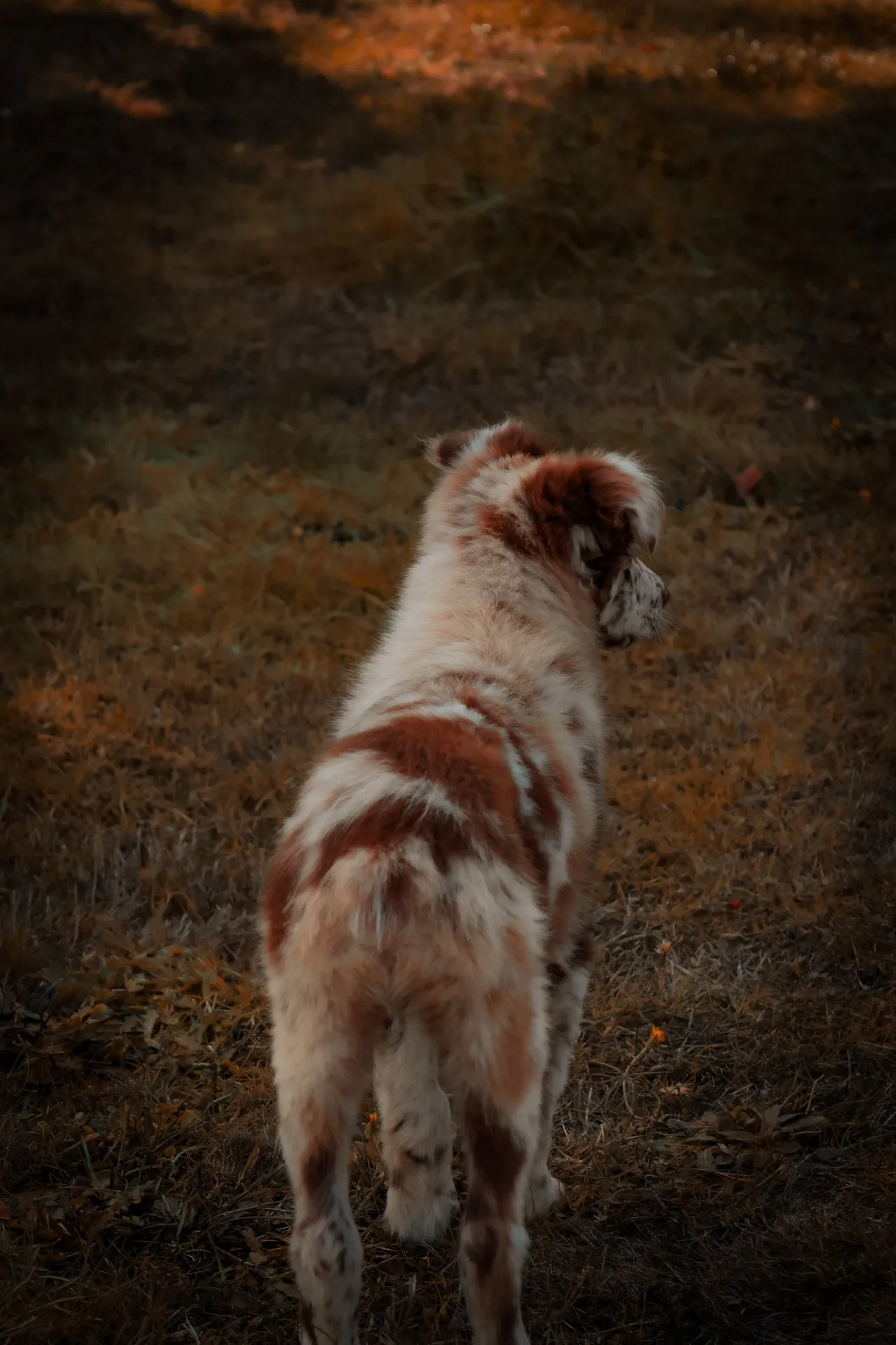 A focused working Australian Shepherd puppy in a field