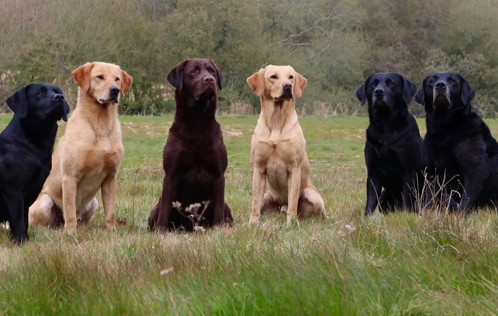 A focused working line Labrador staring intently in a field