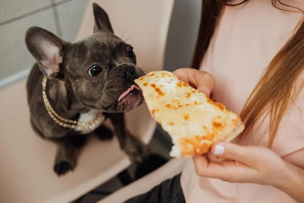A French Bulldog looking at a bowl of food, highlighting the need to avoid harmful ingredients