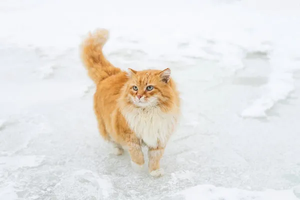 A friendly cat peeking out from a cozy, well-insulated outdoor cat house, inviting comfort and safety.