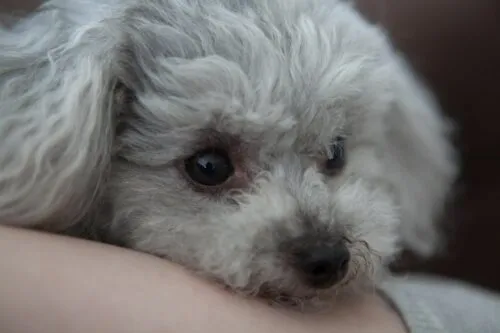 A friendly dog is being petted by a dog sitter, highlighting the compassionate care provided during dog sitting services