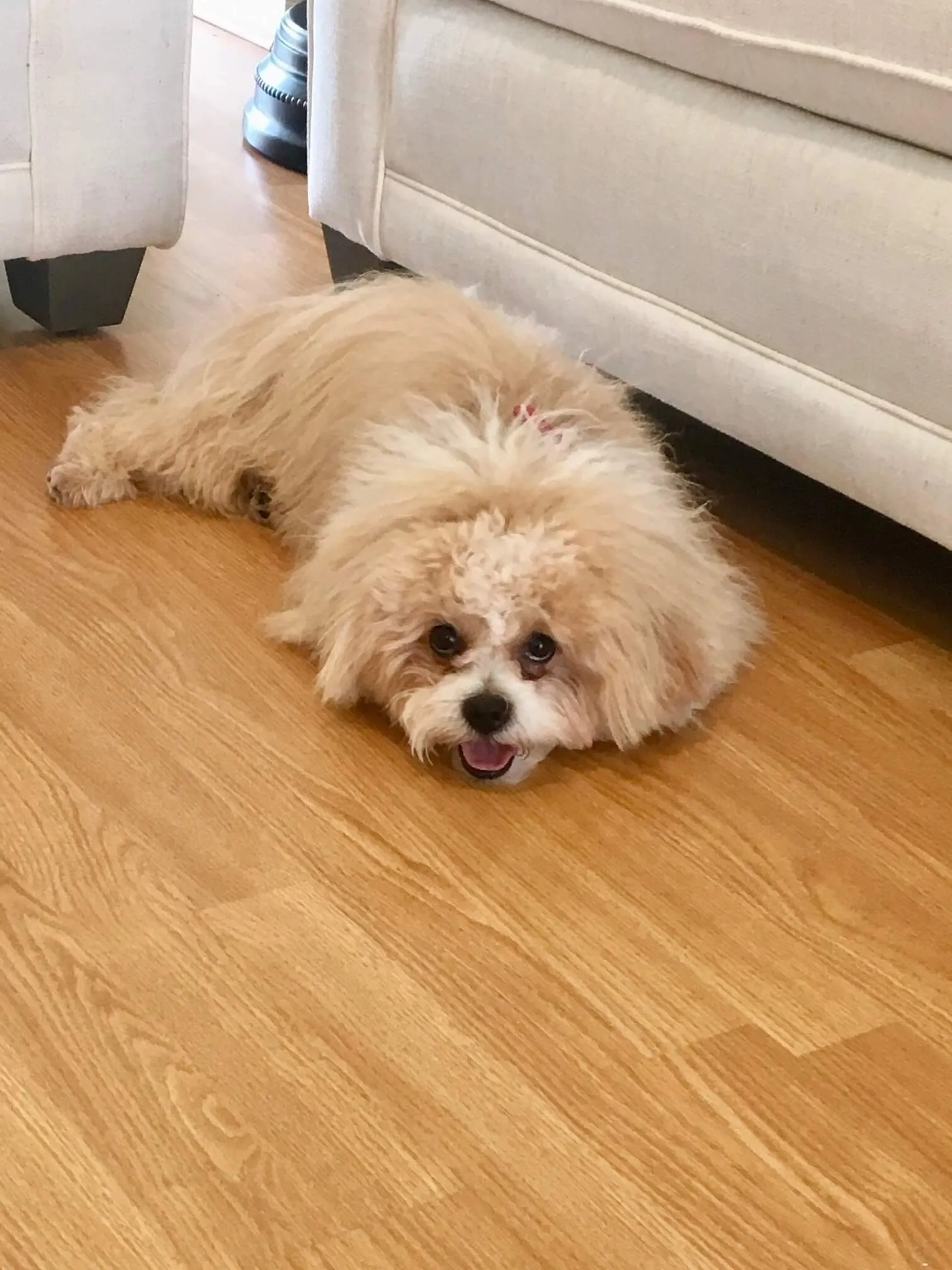 A friendly dog lying on a patterned rug, looking towards the camera.