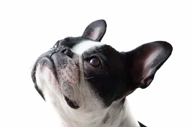 A friendly French Bulldog looking up expectantly.
