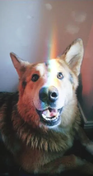 A friendly German Shepherd Dog named Hudson, a resident pet, looking alert and content