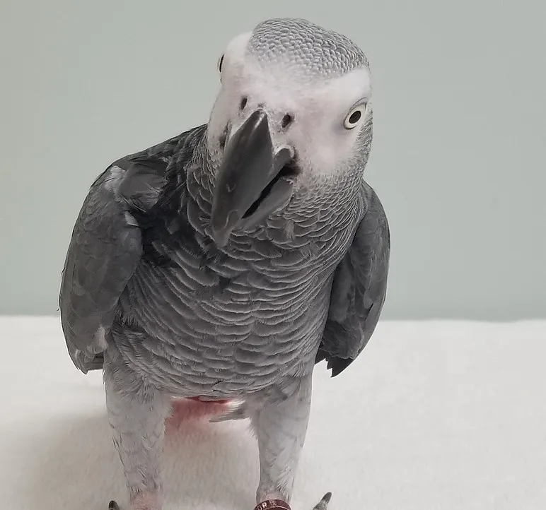 A friendly parrot perched on a person's hand, looking alert and engaged, showcasing interaction.