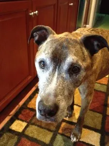 A friendly senior dog with a grey muzzle standing in a carpeted kitchen.