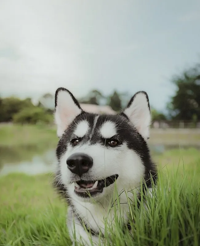 A friendly veterinarian examining a dog on a clinic table
