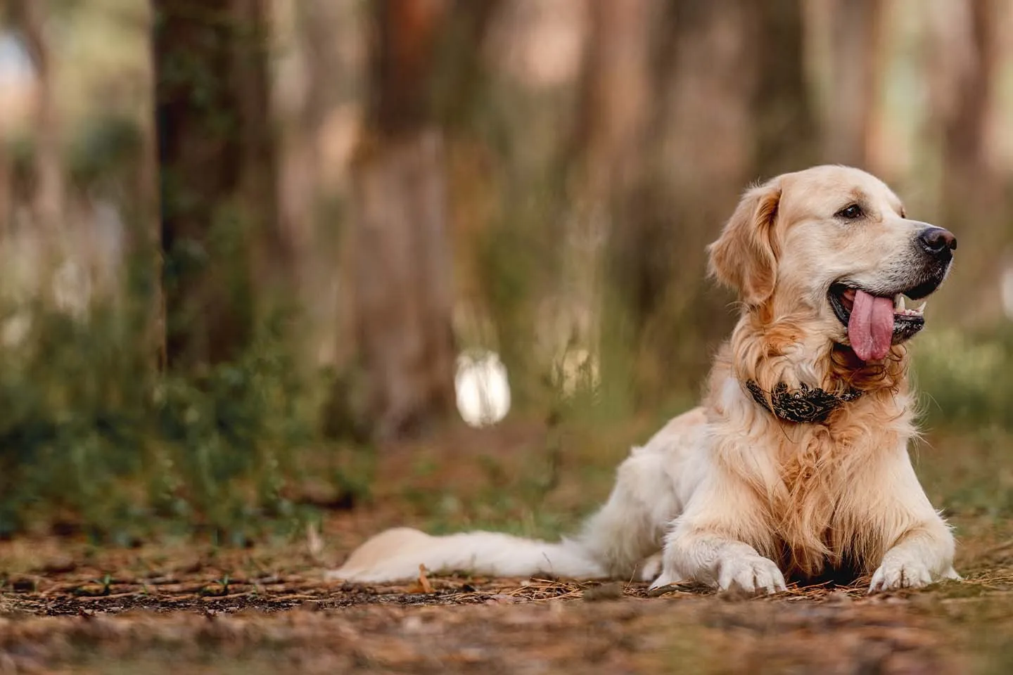 A friendly veterinarian examining a golden retriever on an examination table